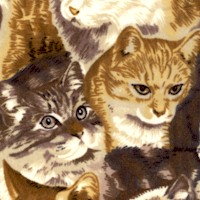 Beautiful Cat Portraits on FLANNEL
