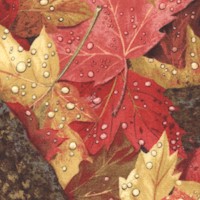 Autumn into Winter - Colorful Dew-Kissed Maple Leaves