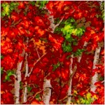 Naturescapes - Magnificent Autumn