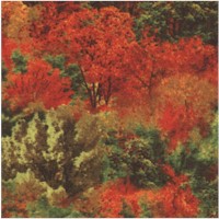 FLO-autumn-Z147