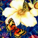 Butterfly Bouquet - Butterflies and Wildflowers - LTD. YARDAGE AVAILABLE