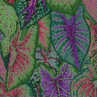 Caladiums by Philip Jacobs