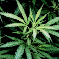 Cannabis Plants on Black