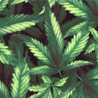 Marijuana Plants Up Close