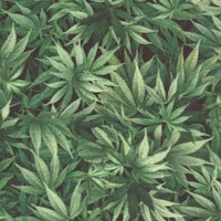 Mini Cannabis (Digital)