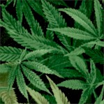 Nature - Cannabis Leaves on Black