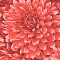 Dazzling Dahlias in Coral