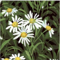Wildflowers IV - Field of Daisies by Sentimental Studios