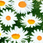 FLO-daisy-Y694