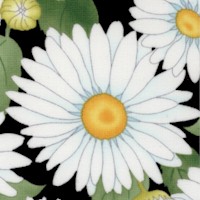 FLO-daisies-Z500