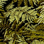 Floral Vignettes - Packed Ferns