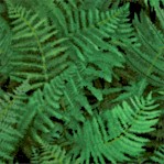 Landscape Medley - Packed Ferns