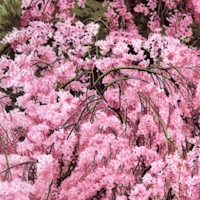 Floral Vignettes in Nature - Glorious Cherry Blossoms