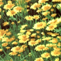 American Elk - Fields of Daisies