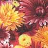 Judith Miller Maryland Chrysanthemum