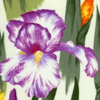 Lovely Irises on Cream