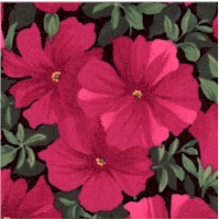 Vibrant Fuchsia Floral