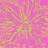 Neon Floral in Hot Pink and Green by Carla Miller