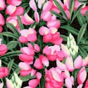 Sow Much to Love - Lovely Lupines