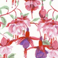 Fuchsias and Hummingbirds - Delicate Fuchsia Blossoms on Ivory