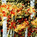 Harvest - Beautiful Birch Trees