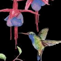 BI-hummingbirds-R962
