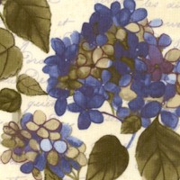 Heavenly Hydrangeas on Cream by Sue Zipkin