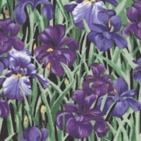 FLO-irises-A590