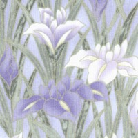 FLO-irises-H244