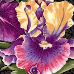 FLO-irises-X763