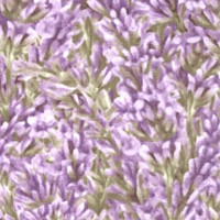 FLO-lavender-AA548