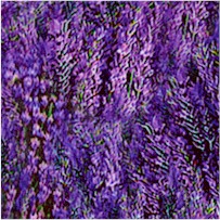 Packed Bunches of Lavender (Digital)