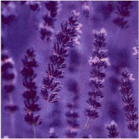 FLO-lavender-Z575