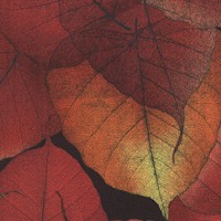 Indian Summer - Autumn Leaves #1 by Kathy Hall