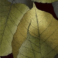 FLO-leaves-CC141