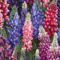 Beautiful Lupines 