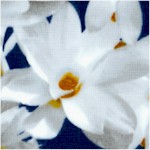 Floral Vignettes - The States - Volume 1 Magnolia