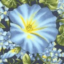 Blooms - Lovely Morning Glories on Navy Blue