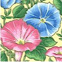 FLO-morningglories-B143