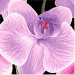 FLO-orchids-W927