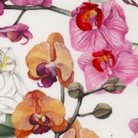 Orchids in Bloom (Digital)