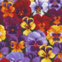 Pansy Prose - Small Packed Pansies by David Galchutt