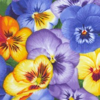 Vibrant Packed Pansies