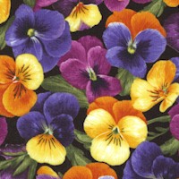 Flowerhouse: Brightly So - Packed Pansies on Black by Debbie Beaves