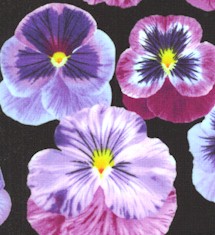 FLO-pansies-DD631