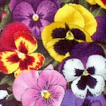 FLO-pansies-W888