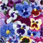 FLO-pansies-Y51