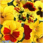 Lovely Pansies - Yellow