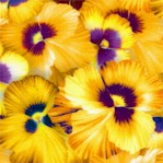 Nature Studies - Pansies #1