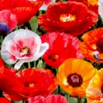 Poppies - Real Blooms Up Close